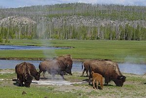 Yellowstone Nemzeti Park