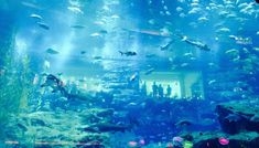 Akwarium w Dubai Mall - opinie i ceny w 2021