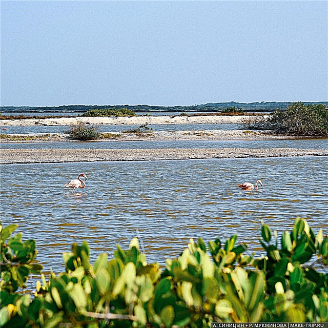 Rio Lagartos: Rosa Seen in Mexiko und 1001 Flamingos