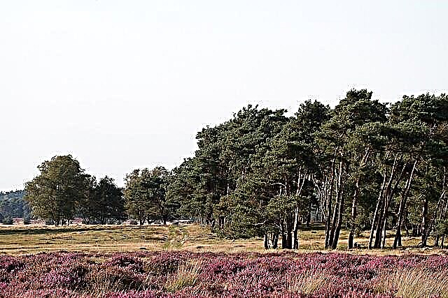المناظر الطبيعية لهولندا: 5.000.000 زنبق