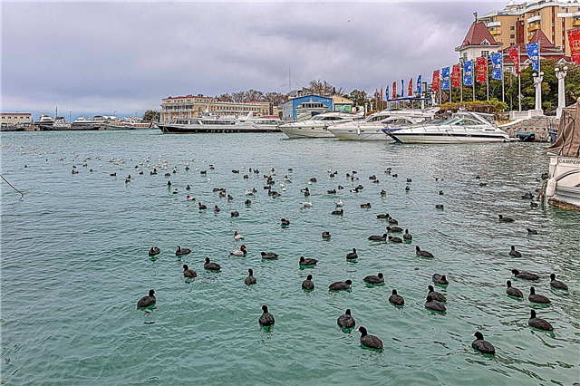 Sochi in December 2021. Weather, prices for vacations and reviews