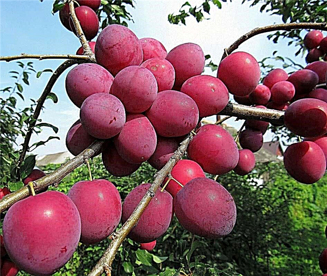 Fructele din Abhazia - o listă cu fotografii și descrieri