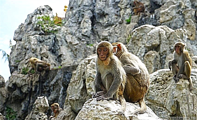 Isla de los monos en Vietnam o isla de Nafu - una de las excursiones en Vietnam